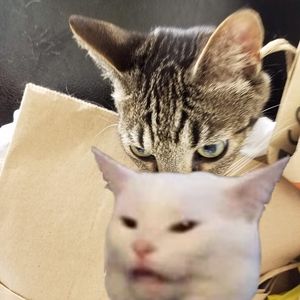 Meet your Posher, Jonie